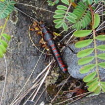 Cricket near the waterfalls